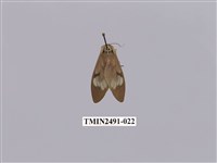 藏品(閃光玻燈蛾)的圖片